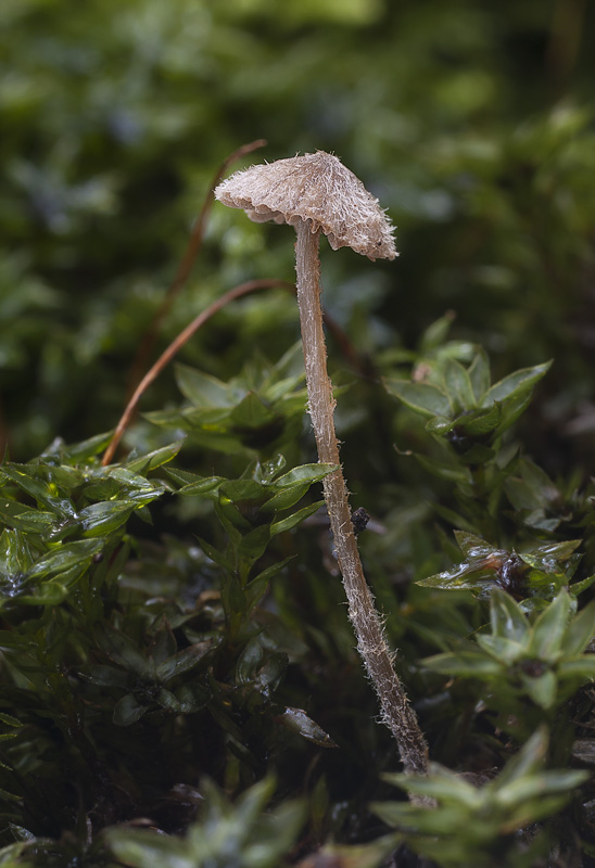 Entoloma strigosissimum